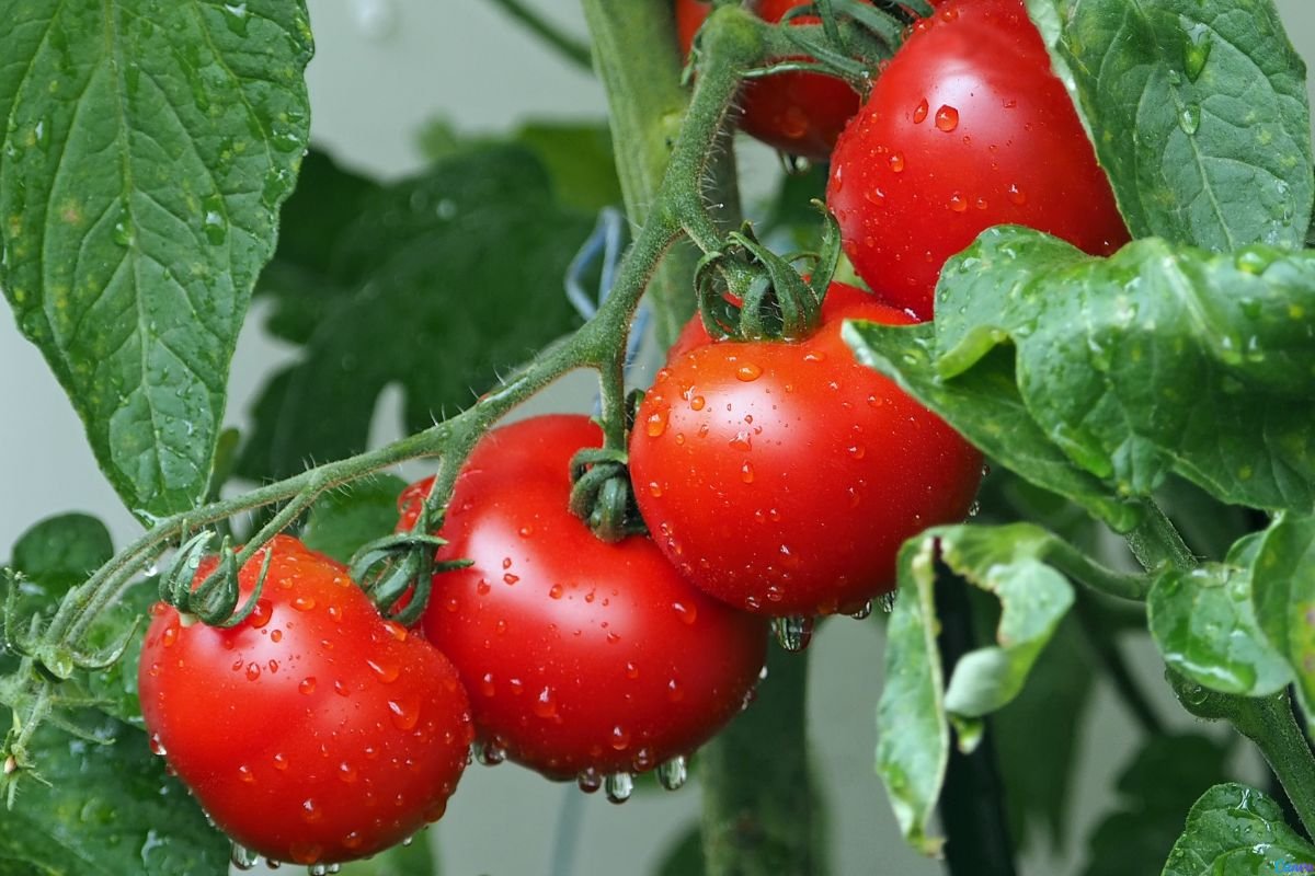 como acabar com lagartas no tomate de forma orgânica
