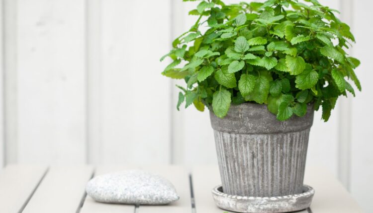 hortelã em vaso