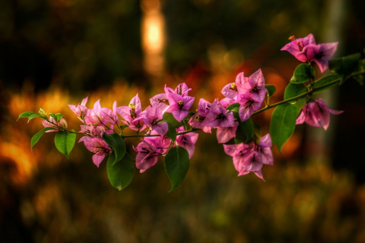 jardim explodir de Flores