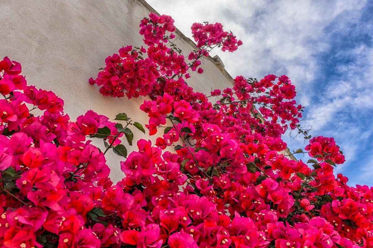 jardim explodir de Flores