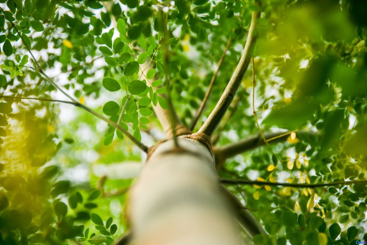 moringa