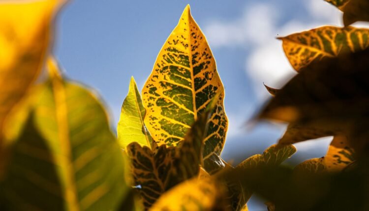 planta dois de julho