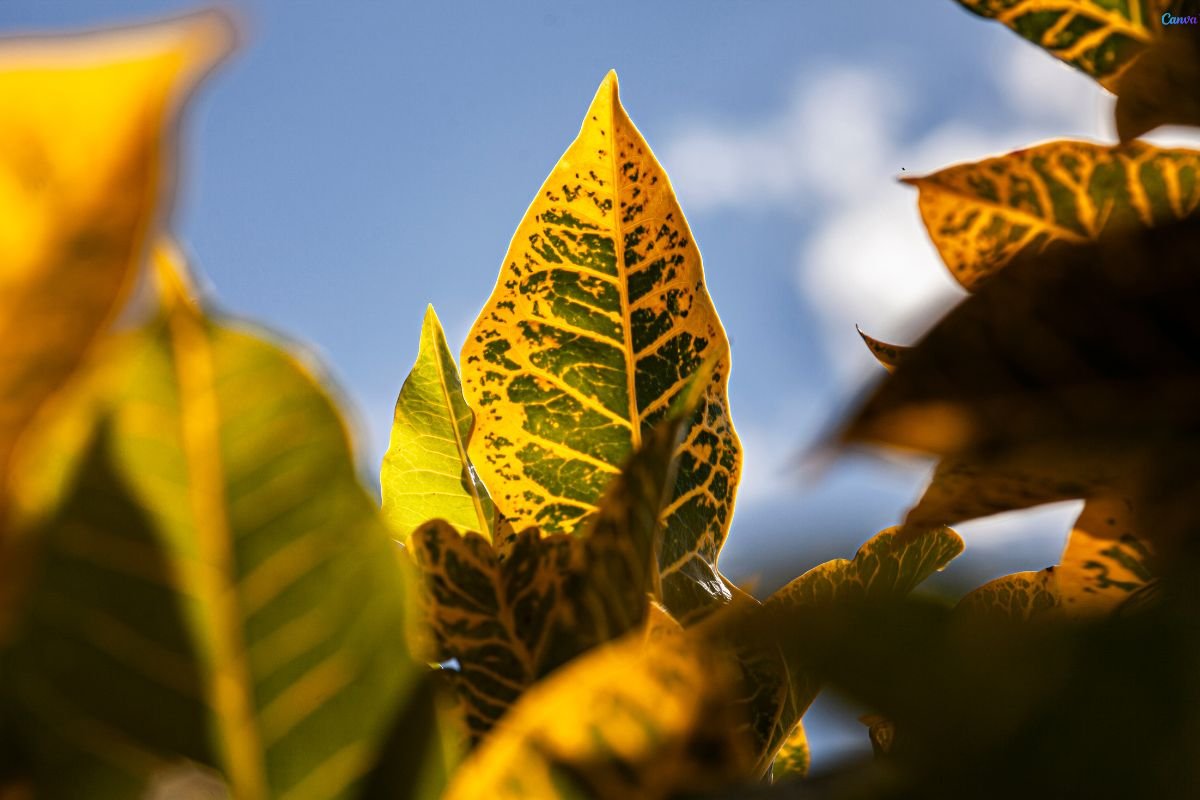 planta dois de julho