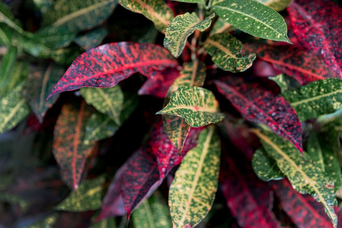 Codiaeum variegatum