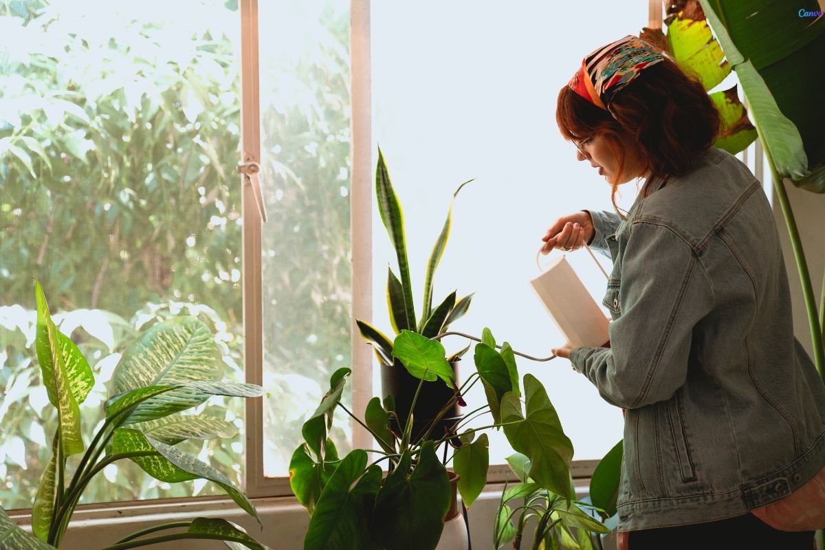 planta com folha queimadas