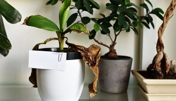planta morrendo