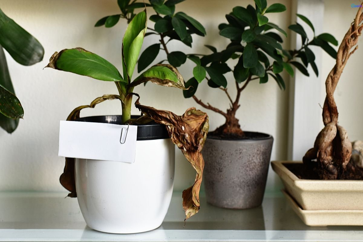 planta morrendo