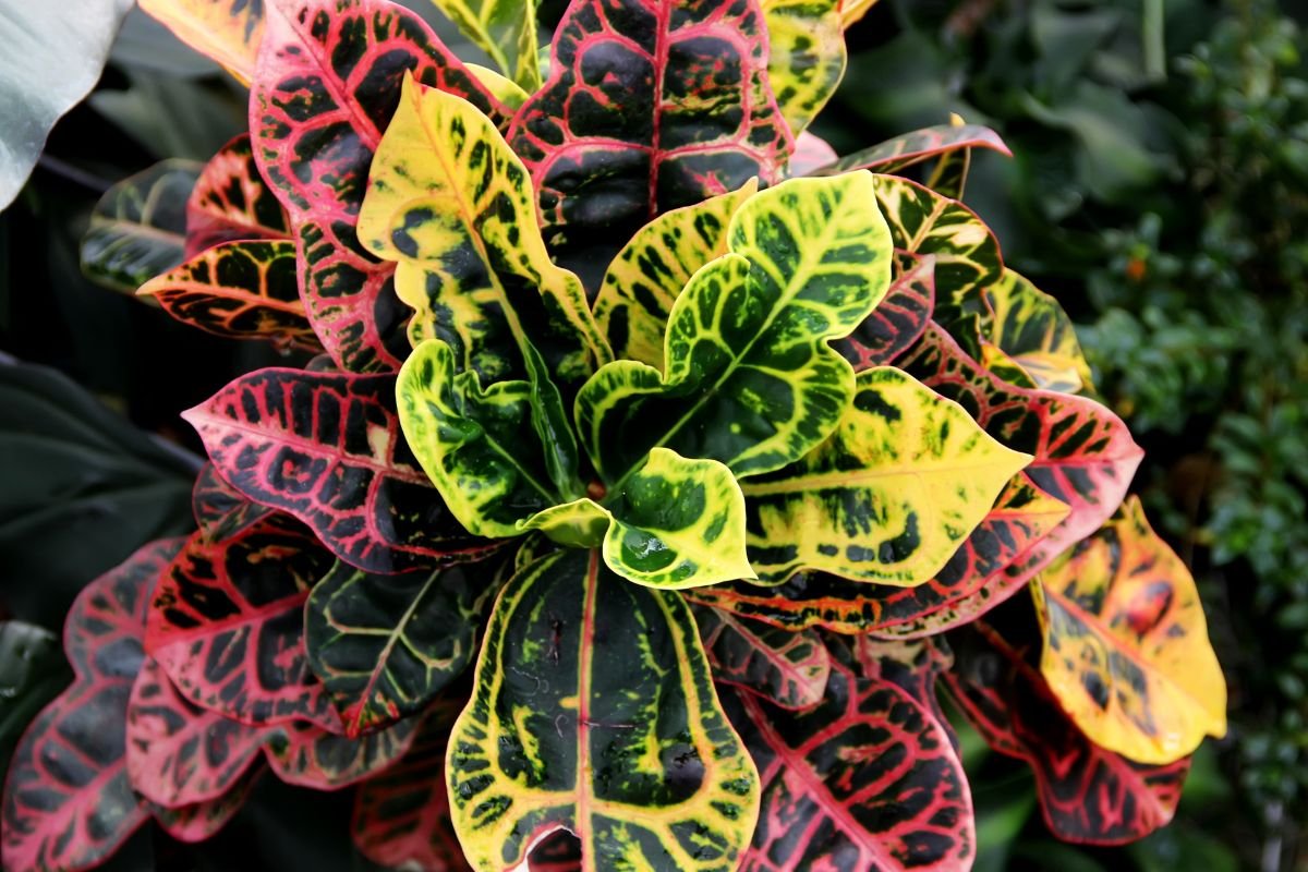 Cróton / Planta 2 de Julho