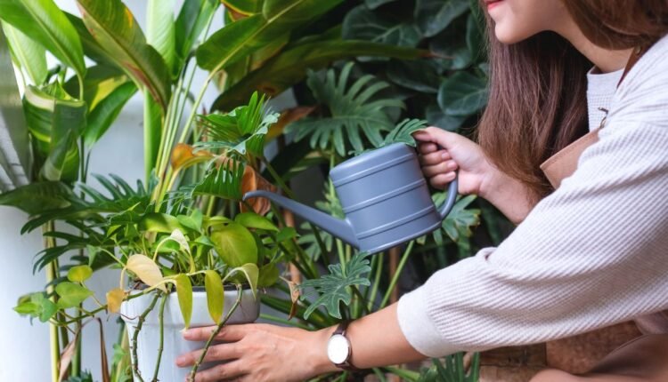 Falta de ferro nas plantas