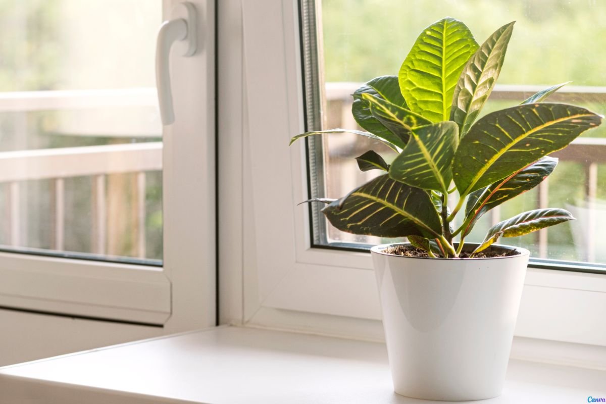 Planta 2 de Julho