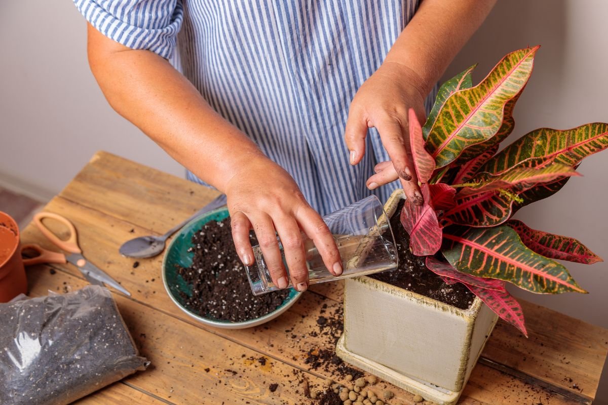 Planta dois de Julho