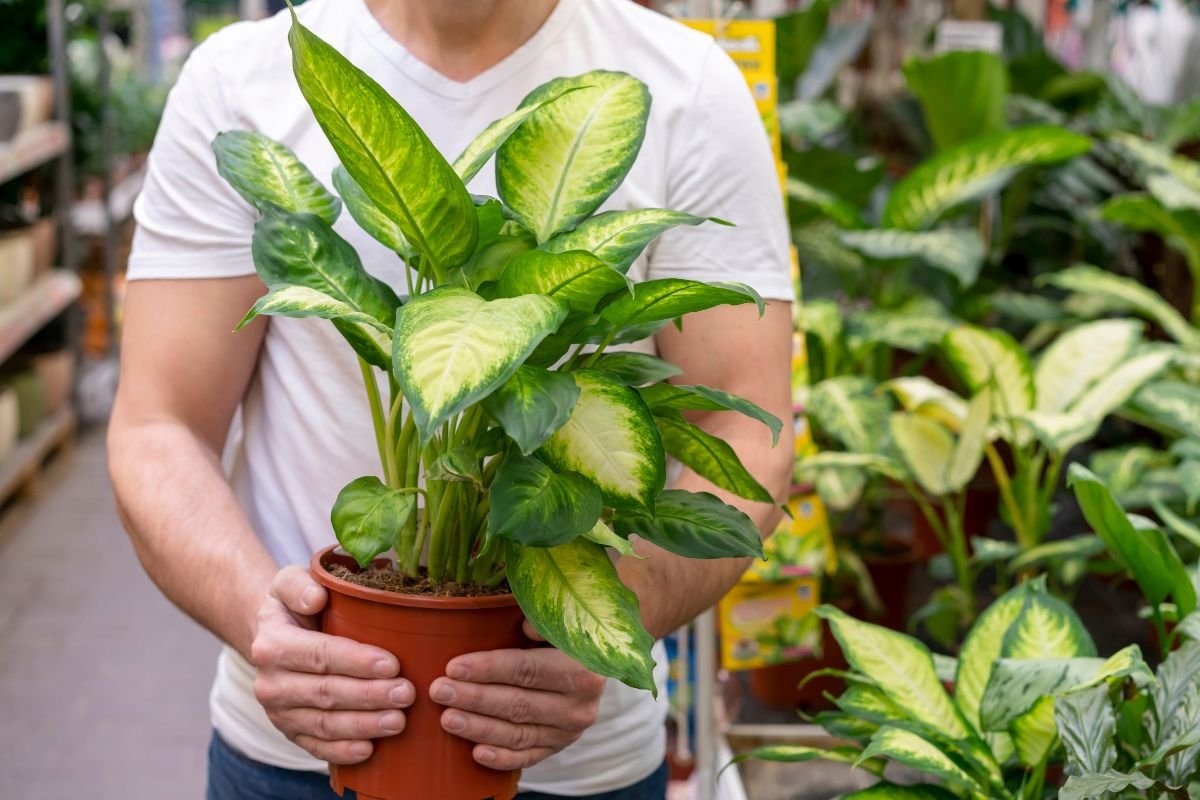 comigo ninguém pode