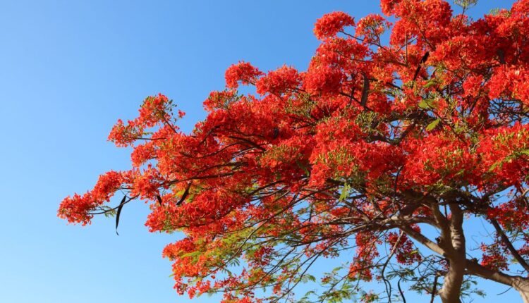 Como Podar Flamboyant