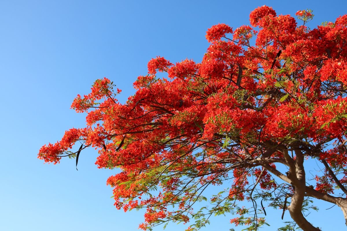 Como Podar Flamboyant