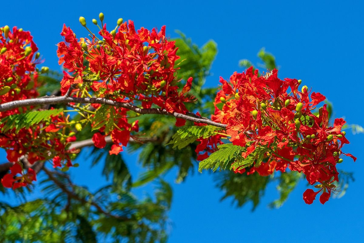 Como Podar Flamboyant
