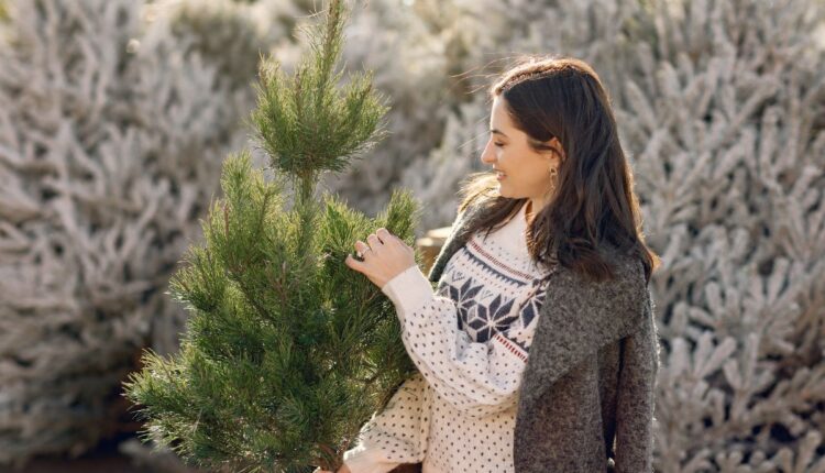 Como plantar sua própria árvore de natal