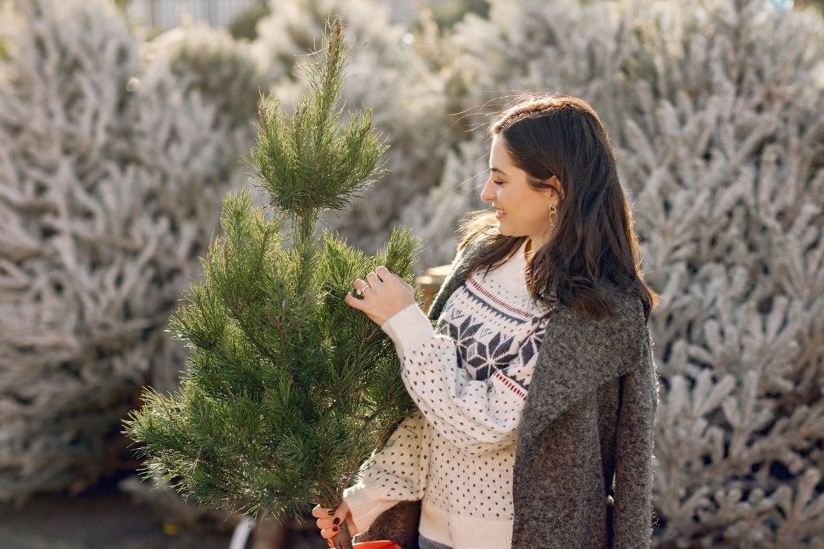 Como plantar sua própria árvore de natal