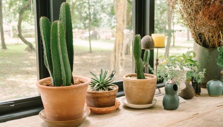 O Sol que Cada Planta Realmente Precisa