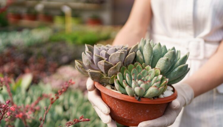 Suculentas