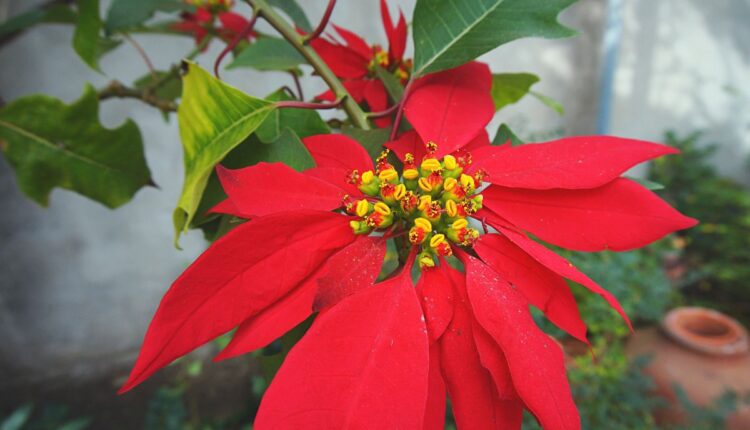 flor de natal