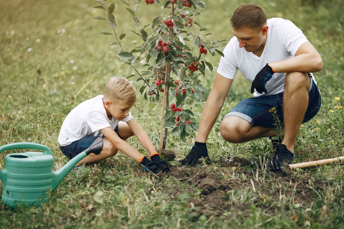 Como Plantar Árvores Frutíferas no Chão