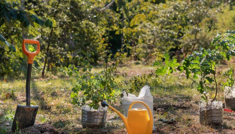 Como Plantar Árvores Frutíferas no Chão