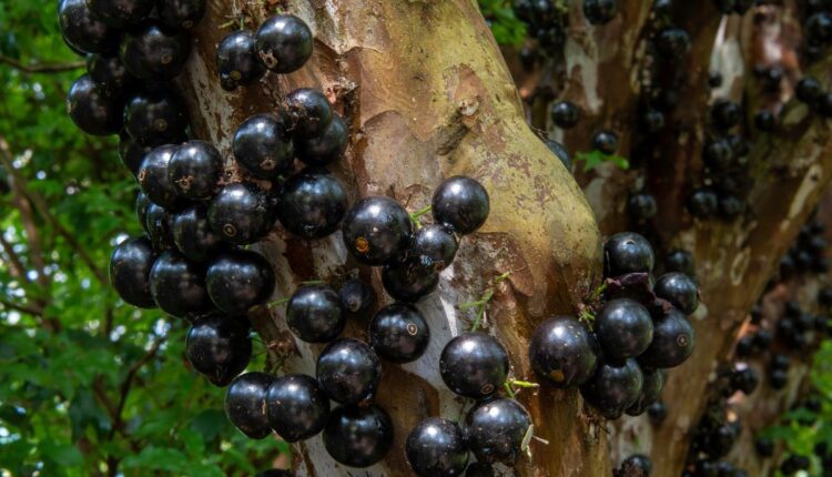 O Melhor Adubo para Jabuticabeira