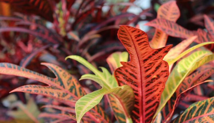 planta dois de julho