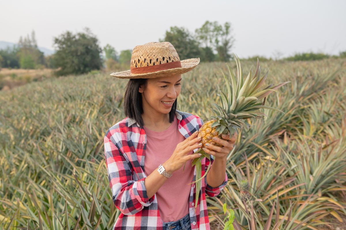 O jeito certo de plantar abacaxi
