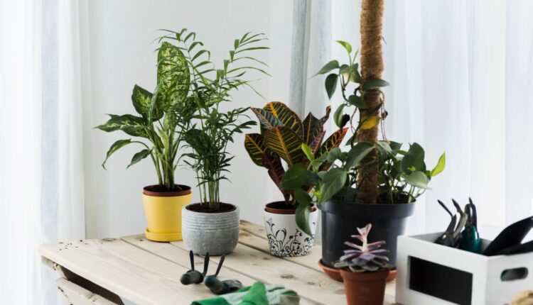 Plantas que deixam a casa chique