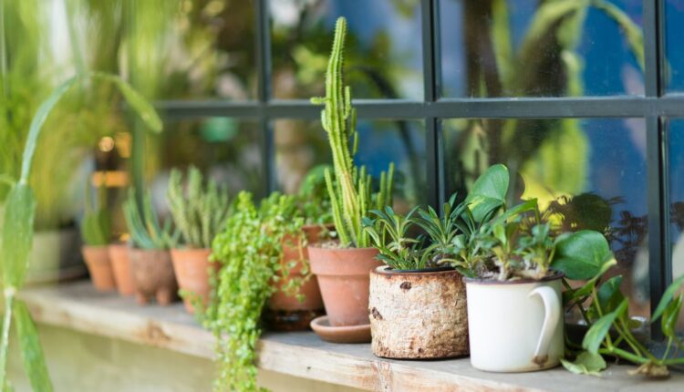 Plantas resistentes ao sol