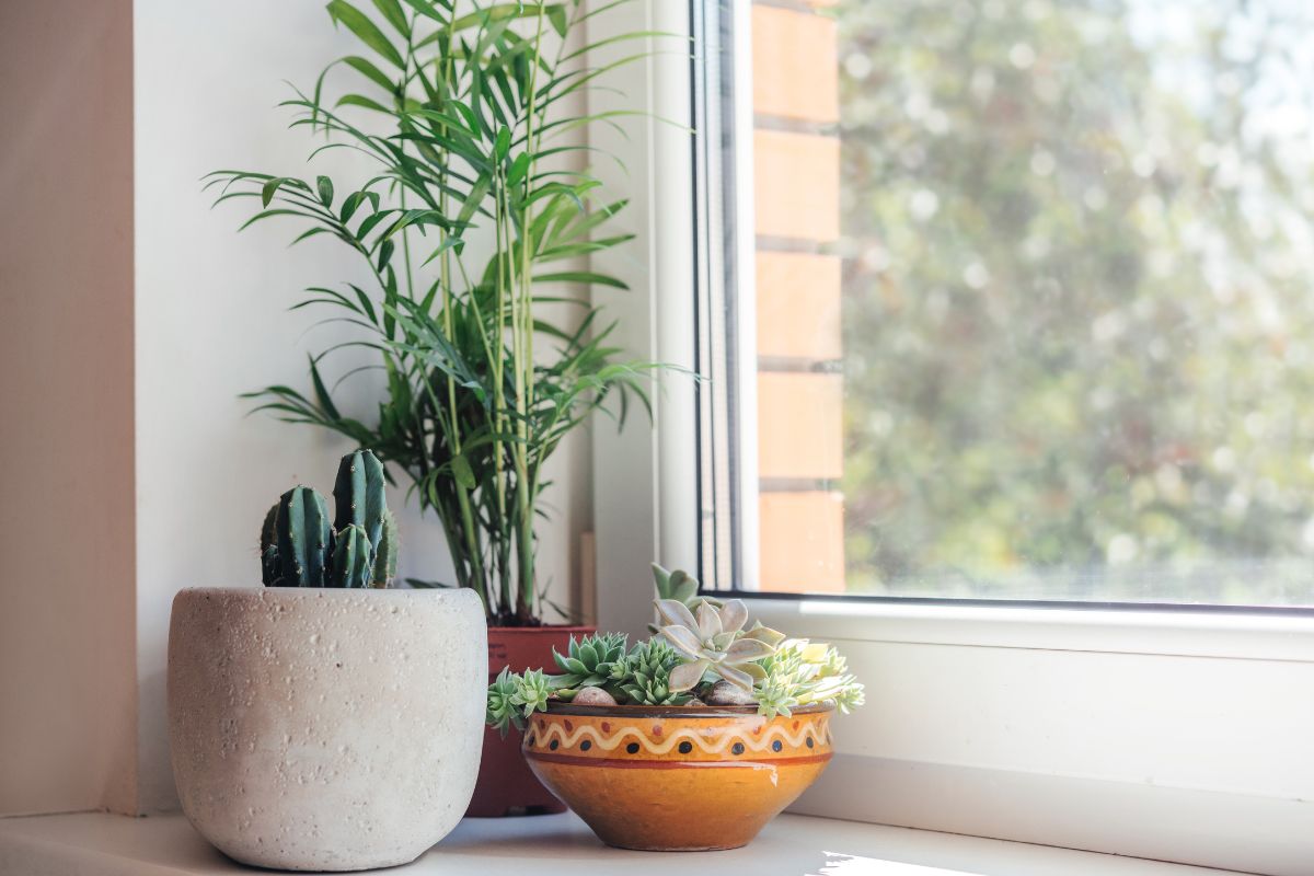 Plantas resistentes ao sol