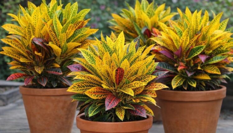 planta dois de julho