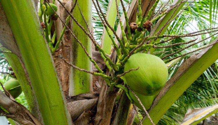 Coqueiro derrubando coco pequeno