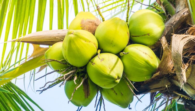 Coqueiro não segura os frutos