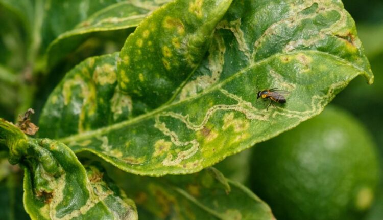 folhas dos cítricos