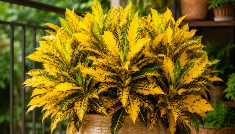 plantas