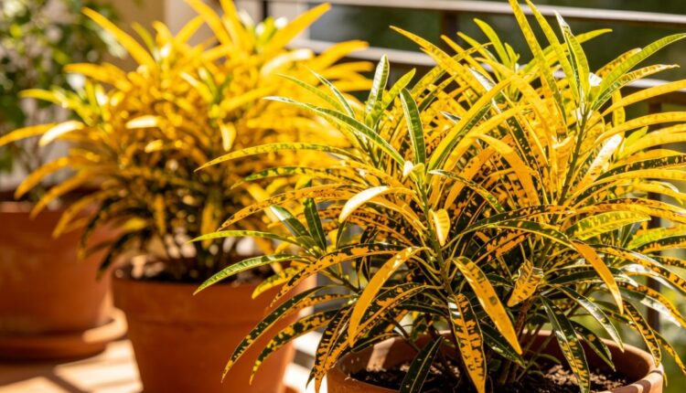 planta dois de julho