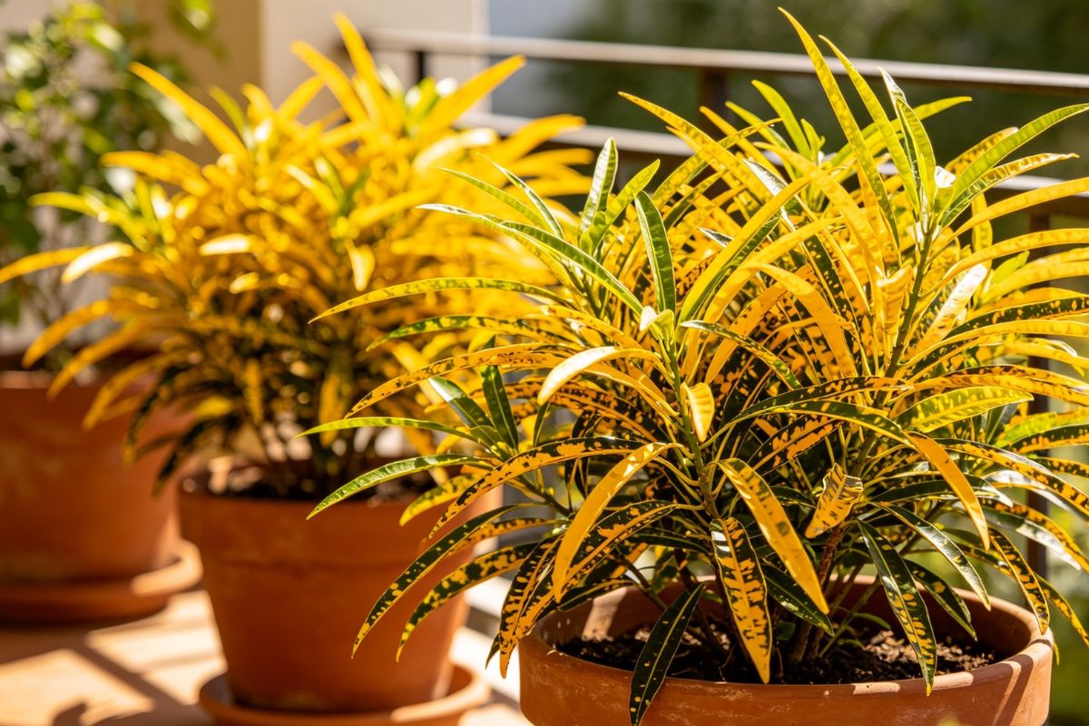 planta dois de julho