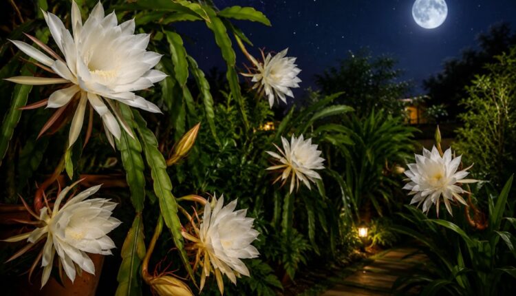 flores noturnas